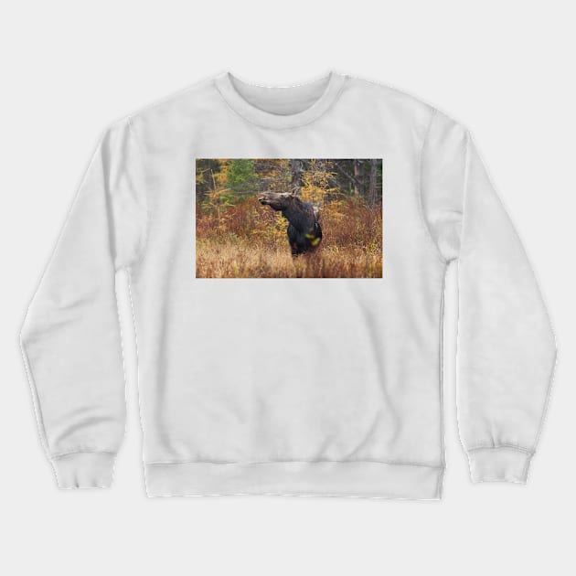 Shy - Canadian Moose - Algonquin Park, Canada Crewneck Sweatshirt by Jim Cumming